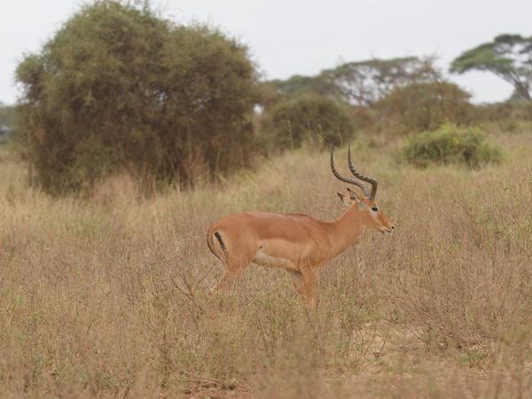 <h3><a href="/trips/tanzania/biota/animalia/chordata/mammalia/artiodactyla/bovidae/aepyceros melampus/aepyceros melampus-nl.html">Aepyceros&nbsp;melampus</a> / Impala / Impala</h3>OM-1 Mark II met OLYMPUS M.150-400mm F4.5, 1/2000 sec  bij F4.5, ISO 1600, afstand 30.9&nbsp;m